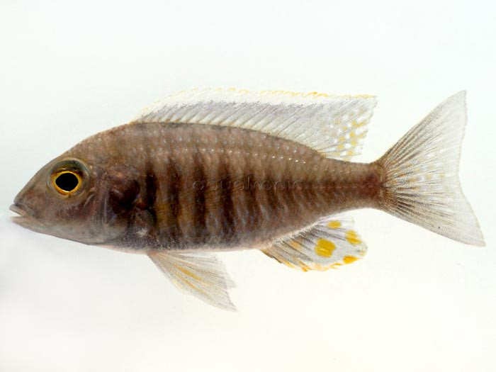 Peacock Kandee Cichlids (Aulonocara Kandeensis) thumbnail image