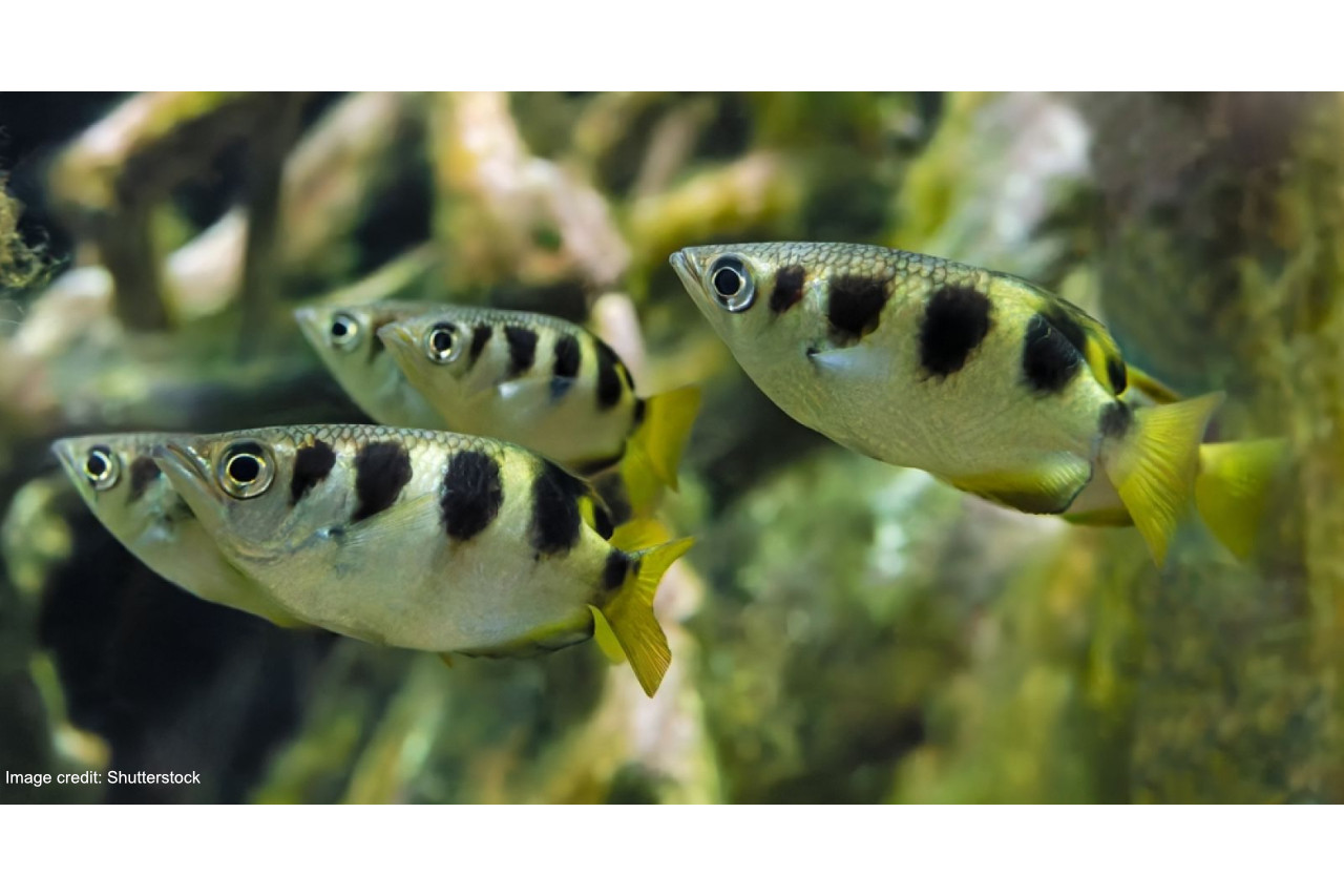 Australian freshwater fish like to dine out, relying on land-based food sources thumbnail image