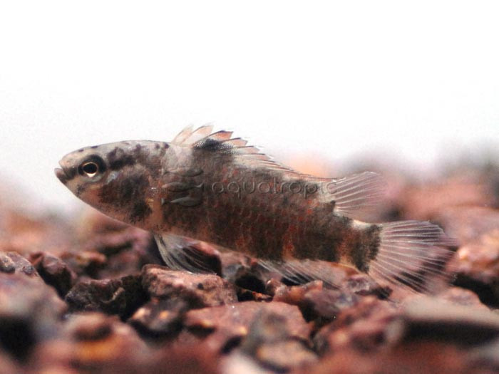 Buxar Badis (Badis sp “Buxar”) thumbnail image