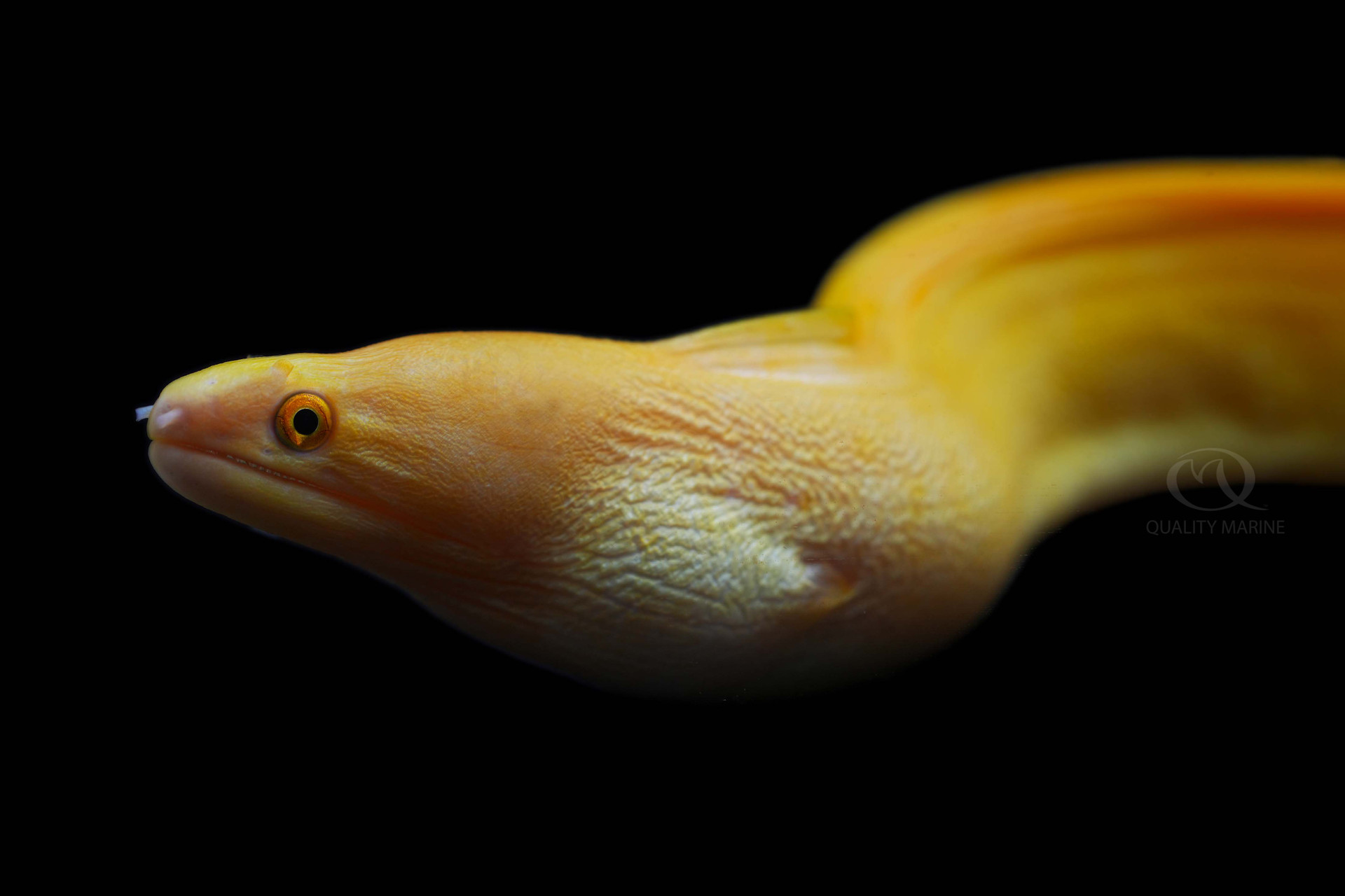 Golden Banana Eel Quality Marine