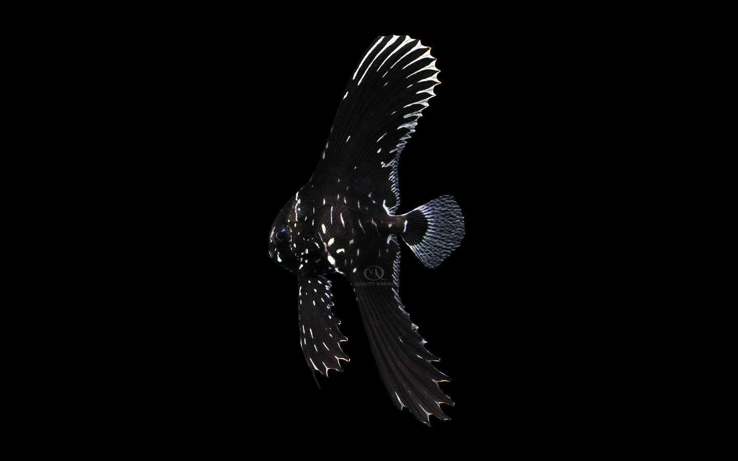 Hybrid Pinnatus x Batavianus Batfish thumbnail image