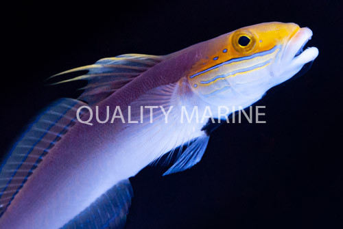 The Bella Sleeper Goby thumbnail image