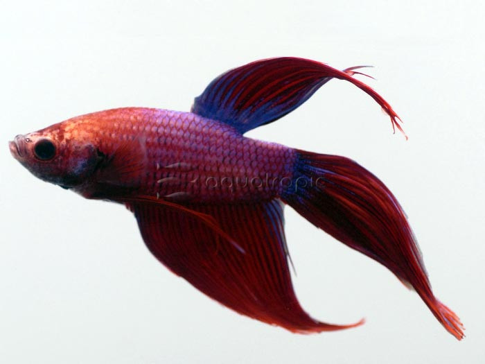 Cambodian Betta male (Betta splendens) thumbnail image