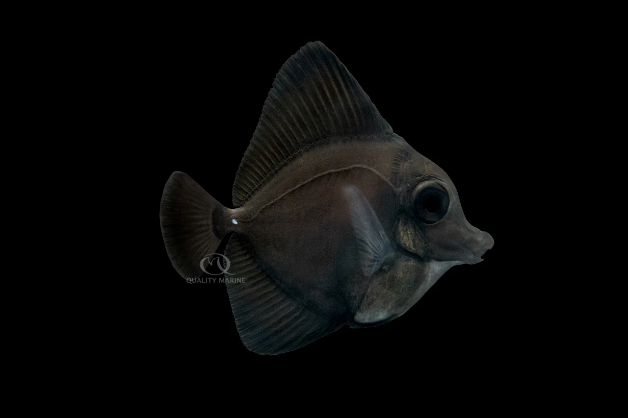 World's First Aquacultured Black Longnose Tang: Quality Marine Achieves Another Historic Milestone! thumbnail image