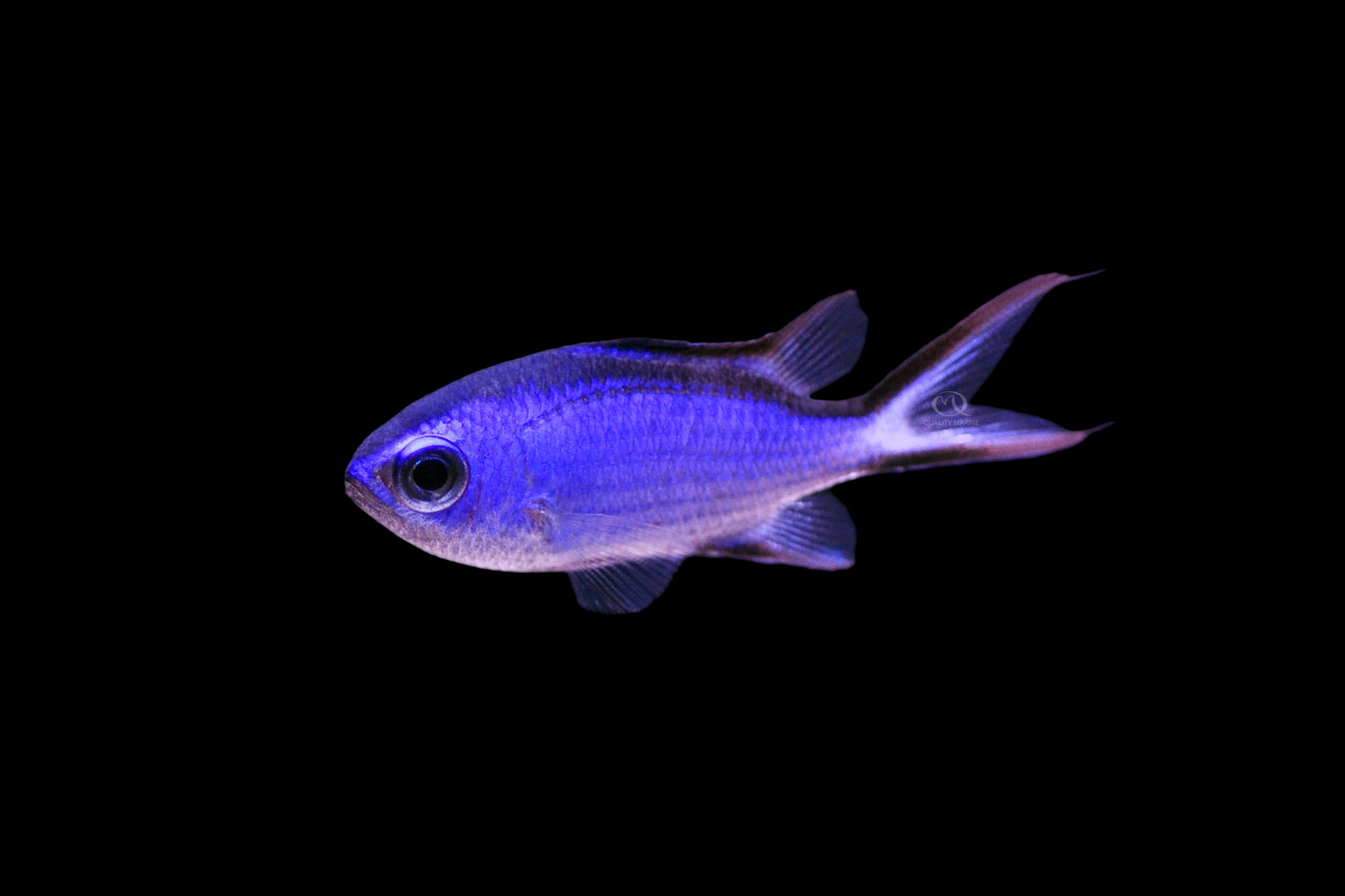 The Other Blue Chromis thumbnail image