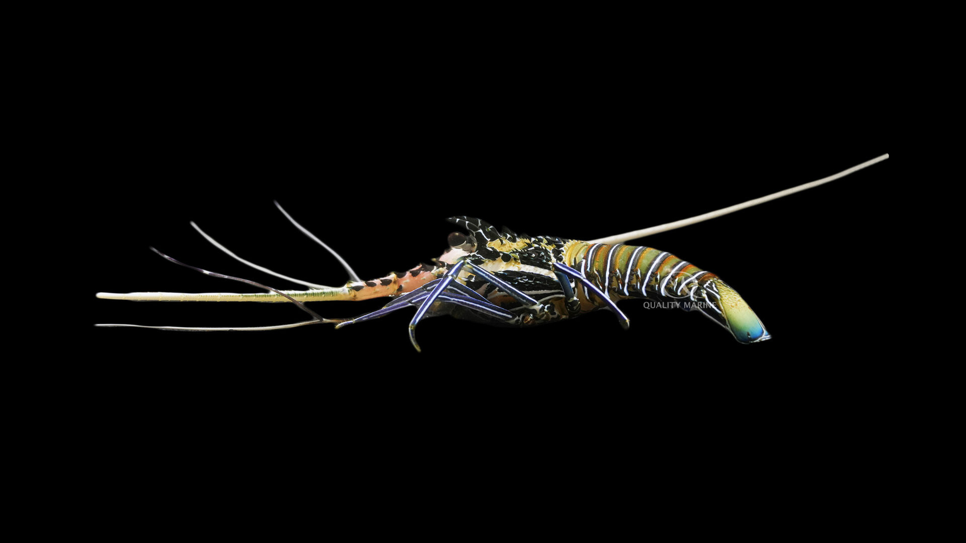 Blue Spiny Lobster thumbnail image