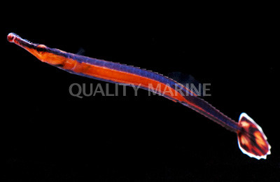 Quality Marine Receives Aquacultured Bluestripe Pipefish (Doryrhamphus excisus) thumbnail image