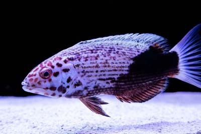Juvenile Bodianus busellatus thumbnail image