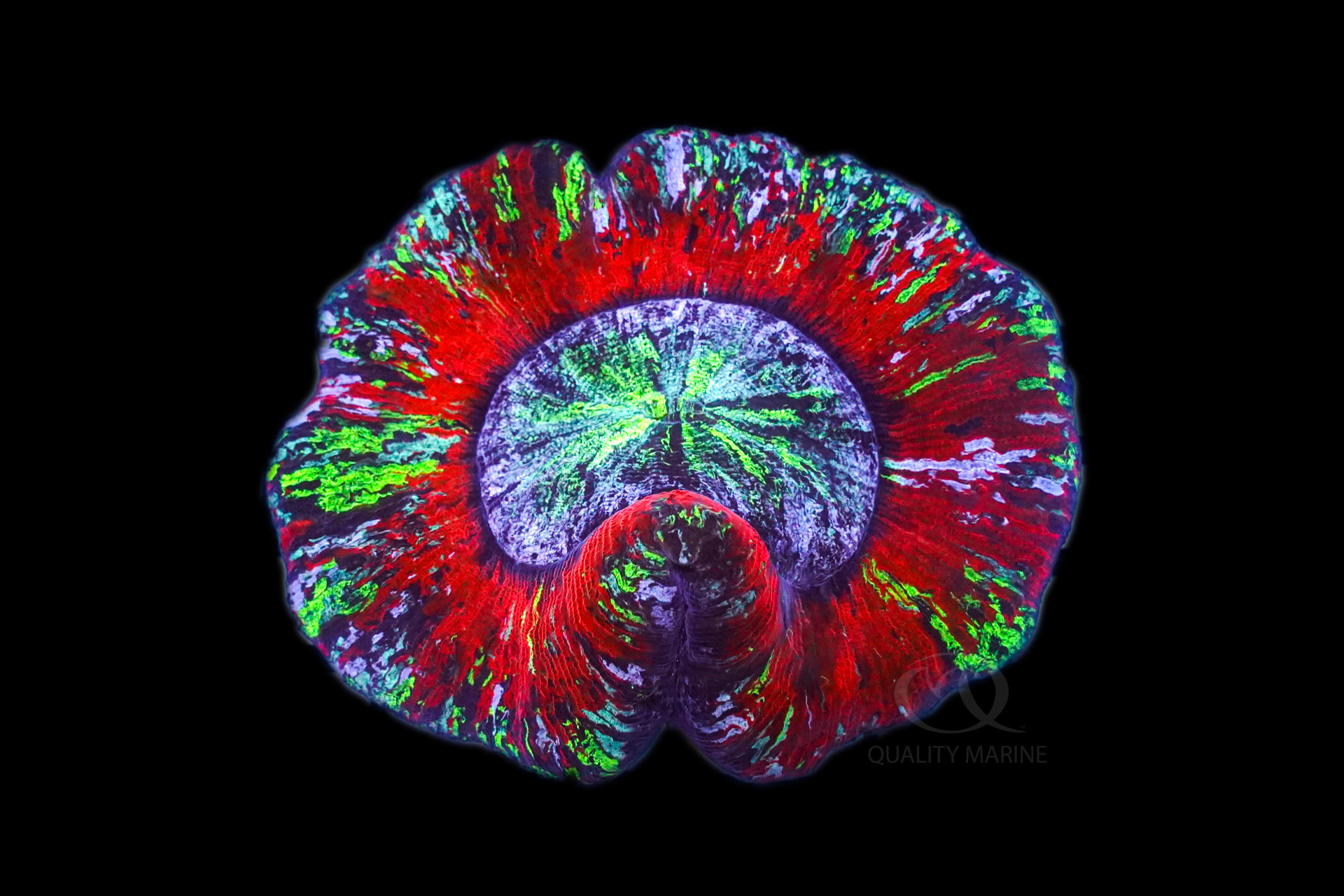 Brain coral Quality Marine