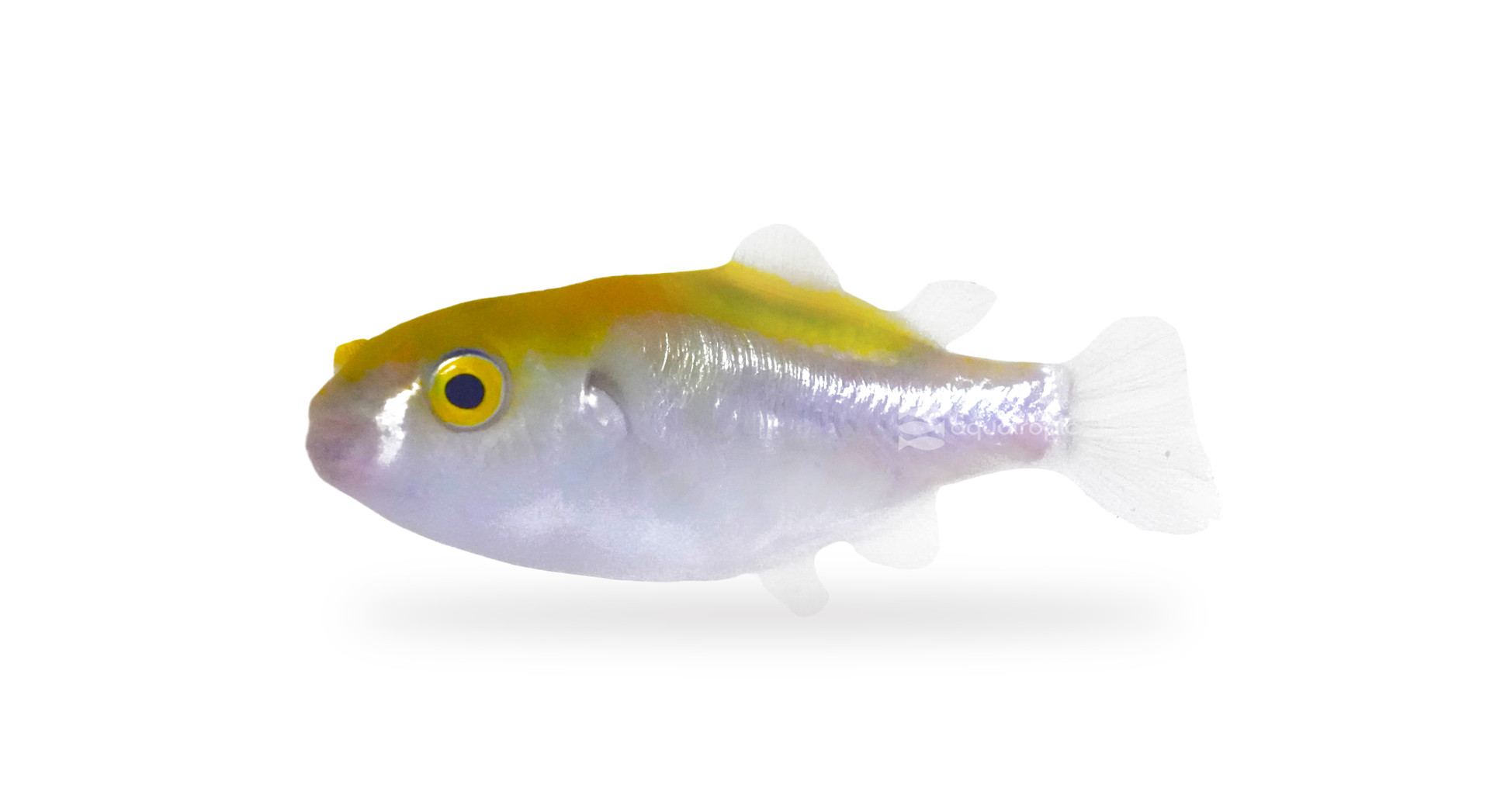 The Golden Globes thumbnail image