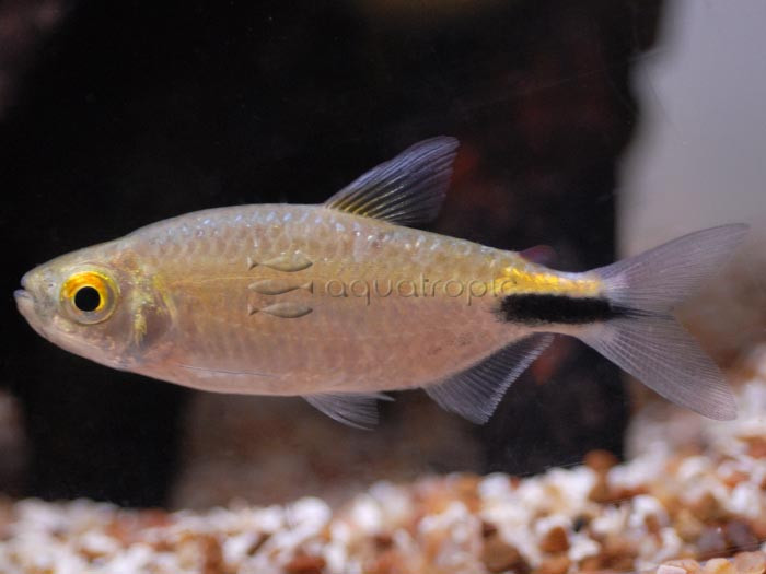 Long-finned Tetra (Bryconalestes longipinnis) thumbnail image