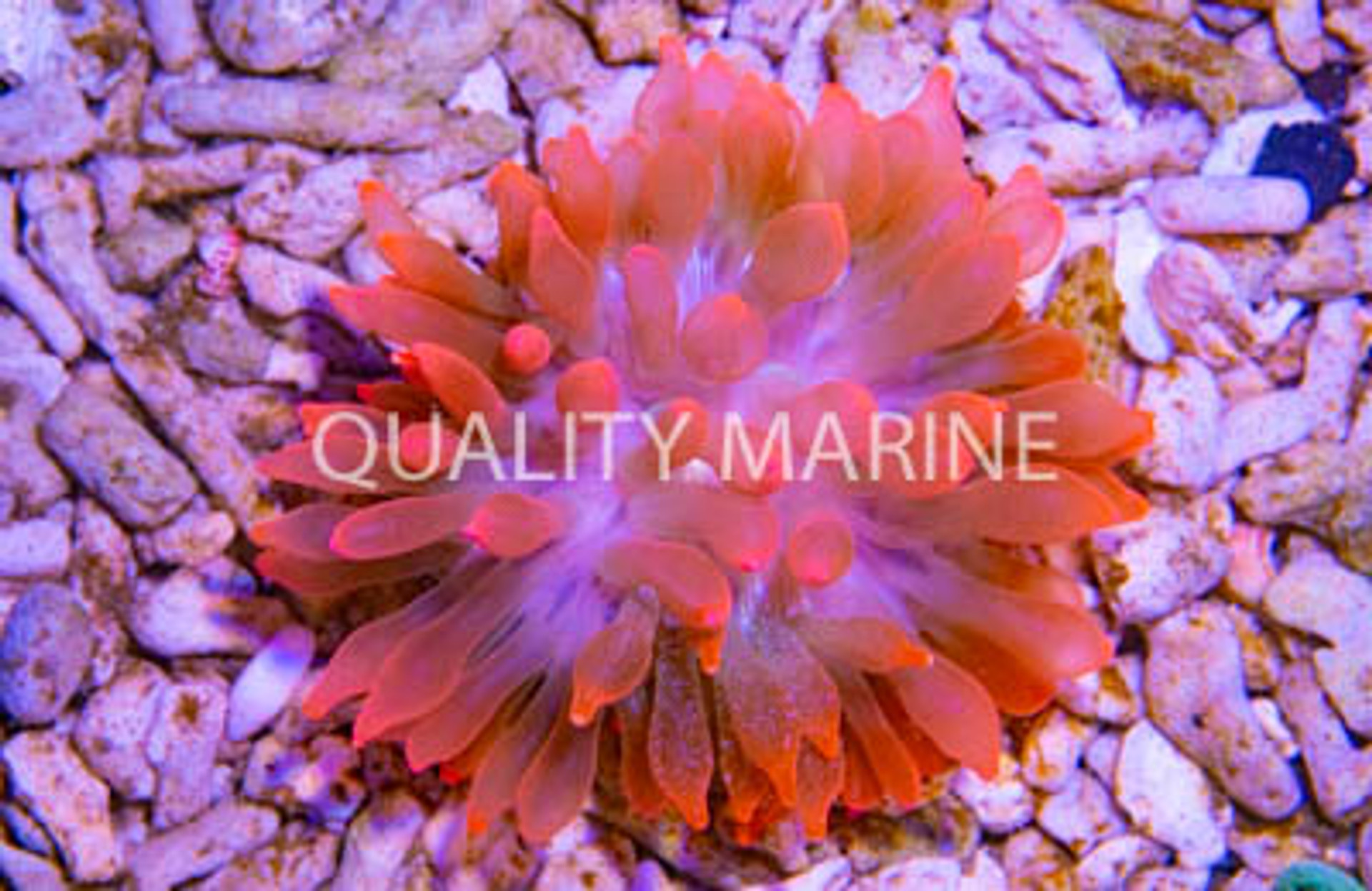 Bulb Anemone - Quality Marine