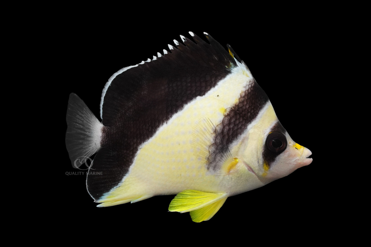 Dr. Burgess Gets a Butterfly thumbnail image