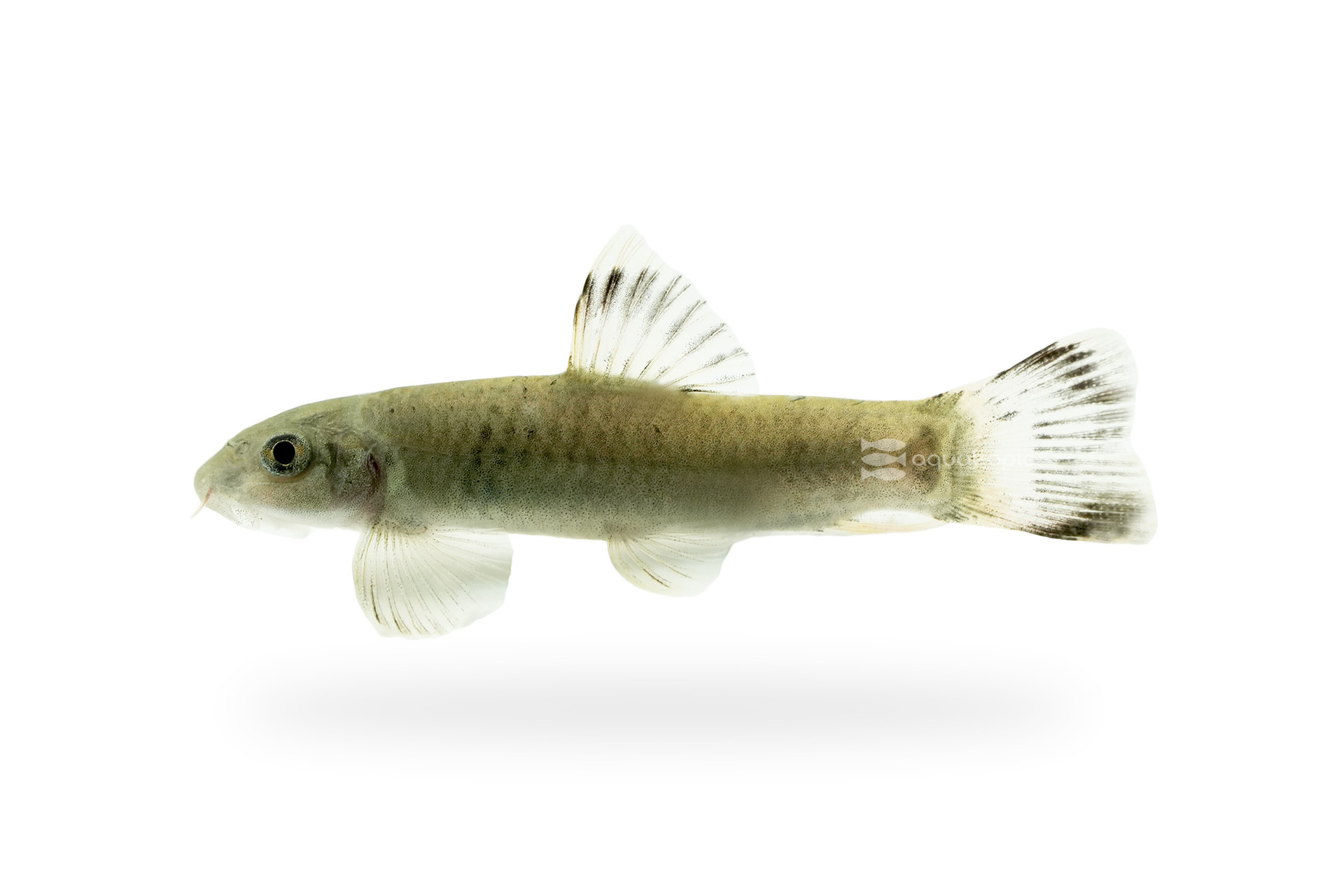 This Algae Eater Is Tired Of Being Called A Loach thumbnail image