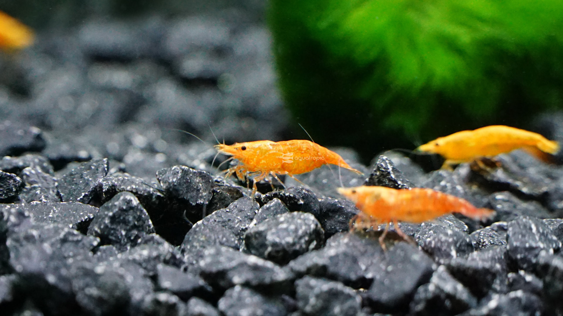 Kissed By The Sun thumbnail image