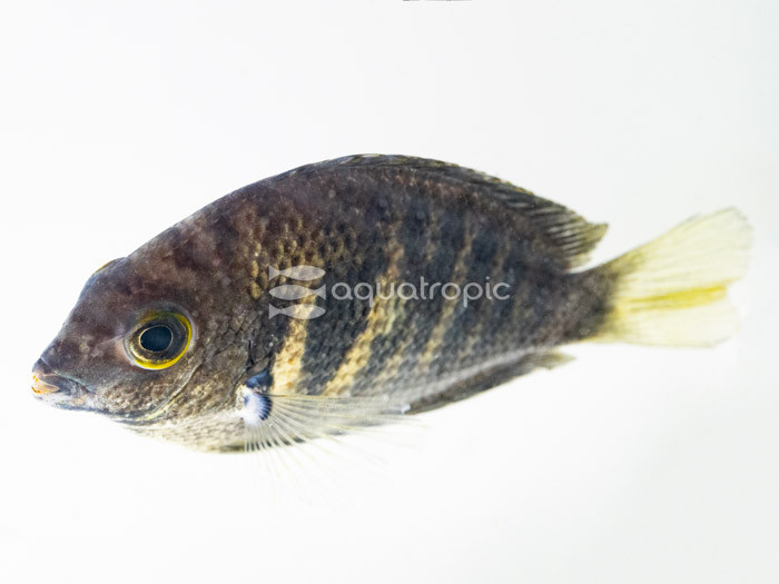 Canara Pearlspot (Etroplus canarensis) thumbnail image
