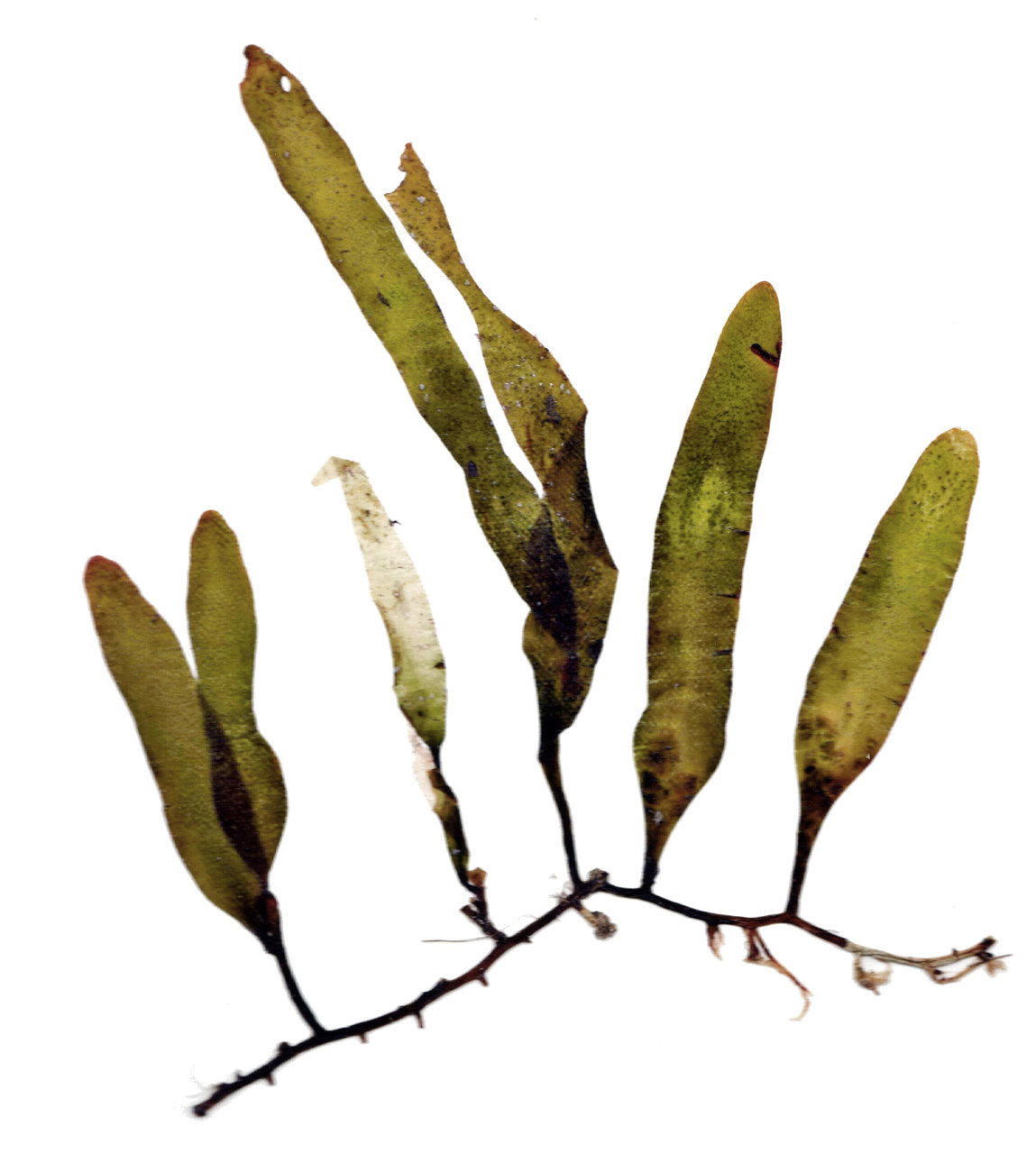 Revisited: Protecting Native Ecosystems from Caulerpa thumbnail image