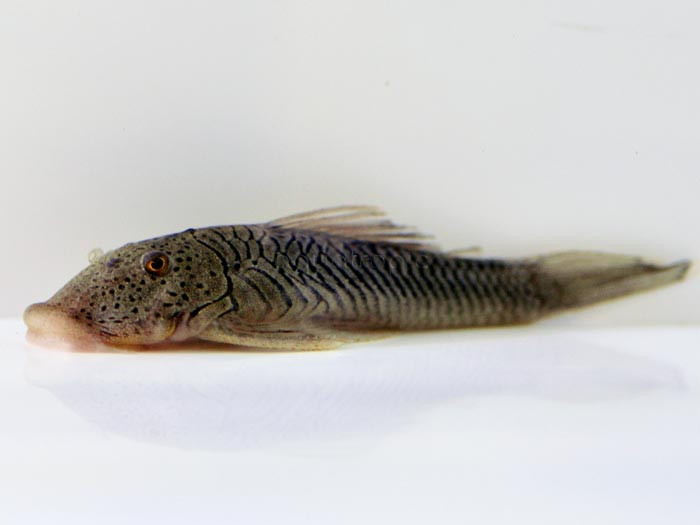 The Rubbernose Pleco (Chaetostoma formosae) thumbnail image