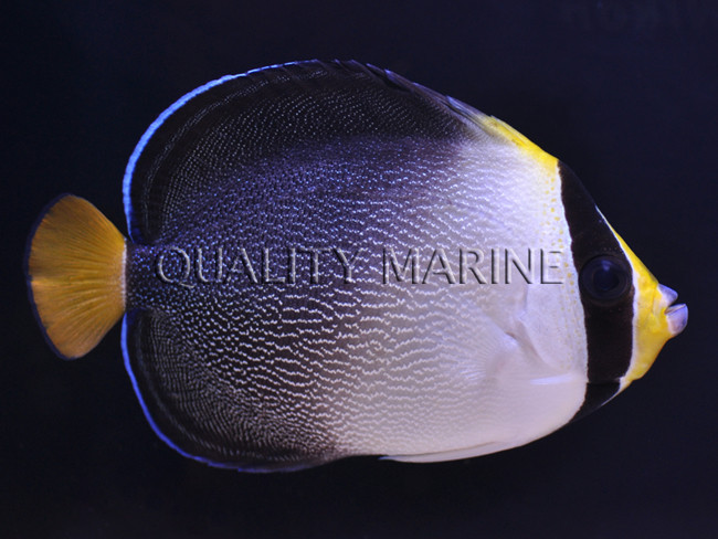 Highly Underrated Fish - Chaetodontoplus mesoleucus thumbnail image