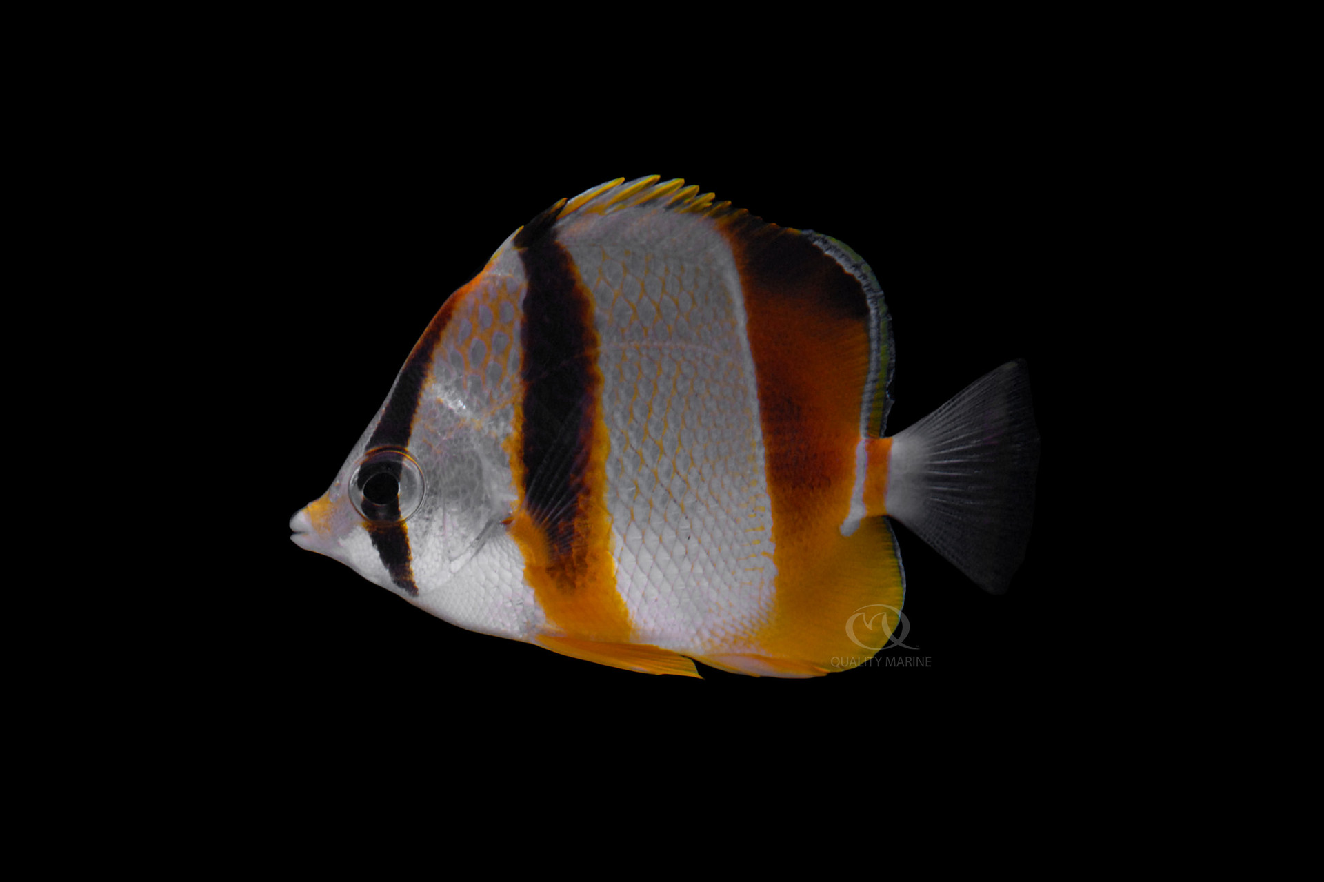 The Highly Underrated Humeralis thumbnail image