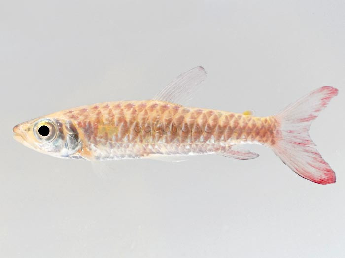 Pink Tail Chalceus (Chalceus macrolepidotus) thumbnail image