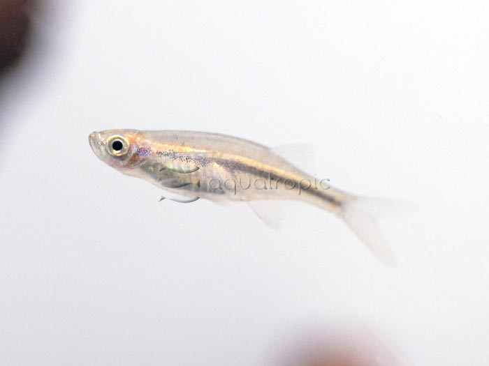 Orange Hatchet Danio (Chela dadiburjori) thumbnail image