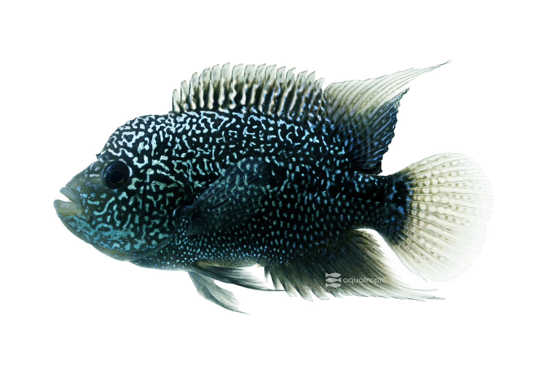Grade A Zen Zhu Flowerhorn Cichlid thumbnail image