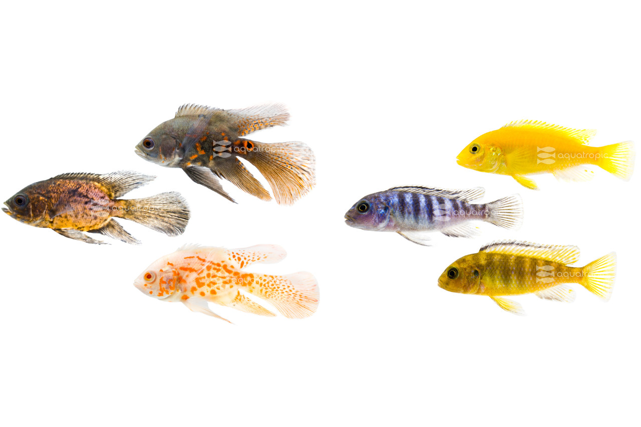 Level Up Your Cichlid Tank thumbnail image