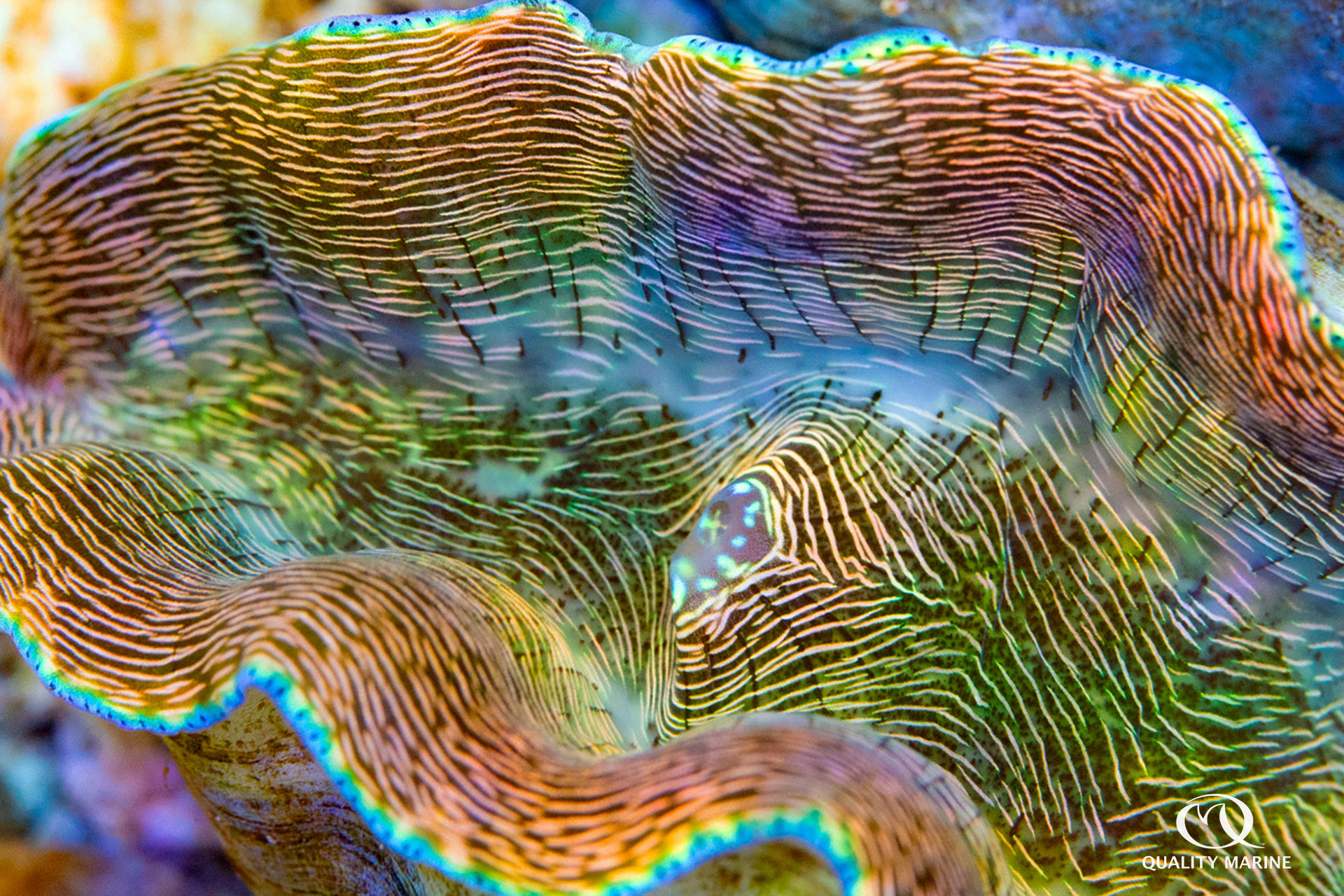 Maricultured Derasa Clam  thumbnail image