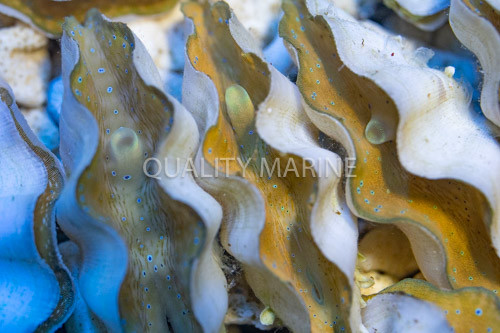 The Gentle Giant: Tridacnid Gigas Clam thumbnail image