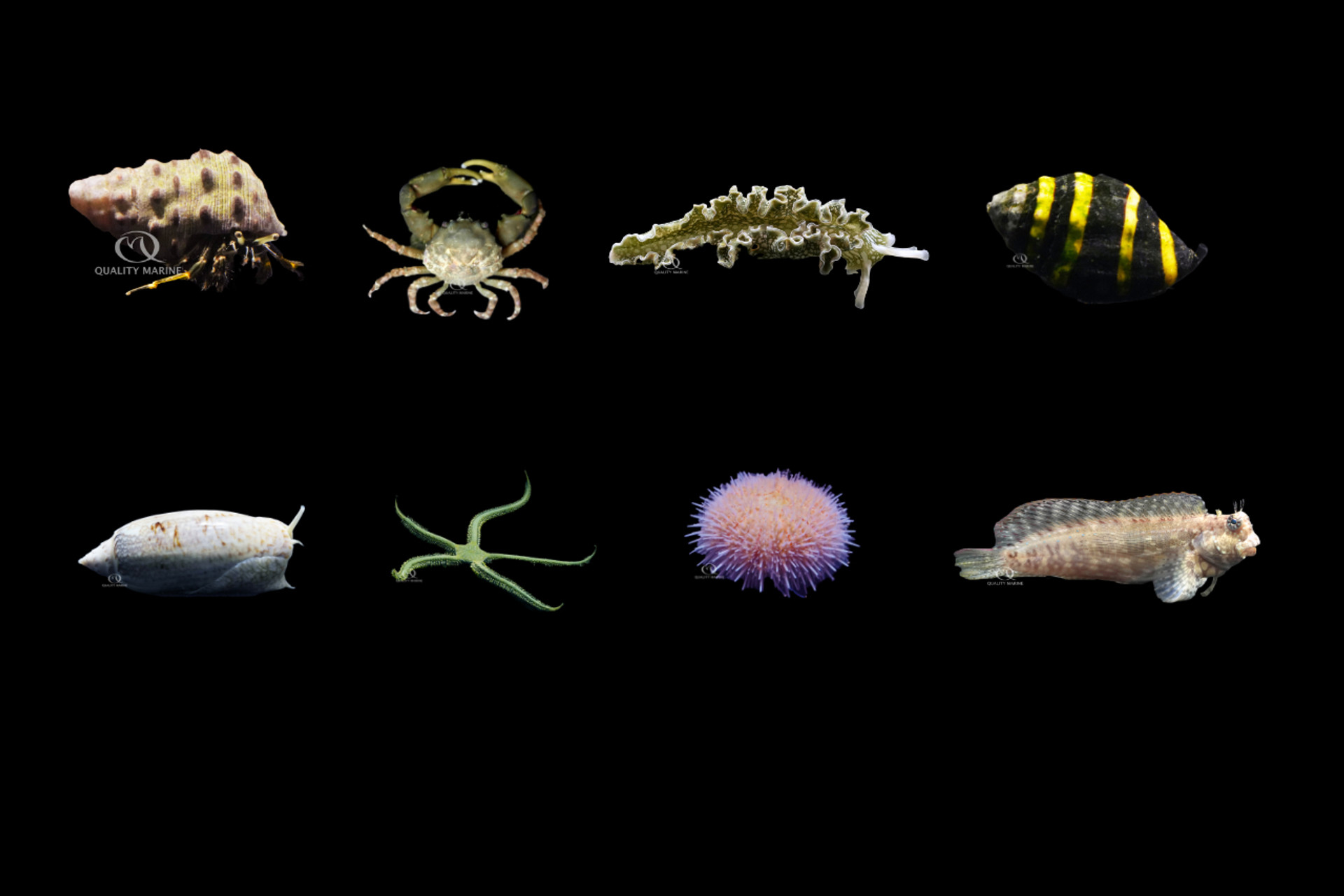 Spring & Summer Cleaning Crews thumbnail image