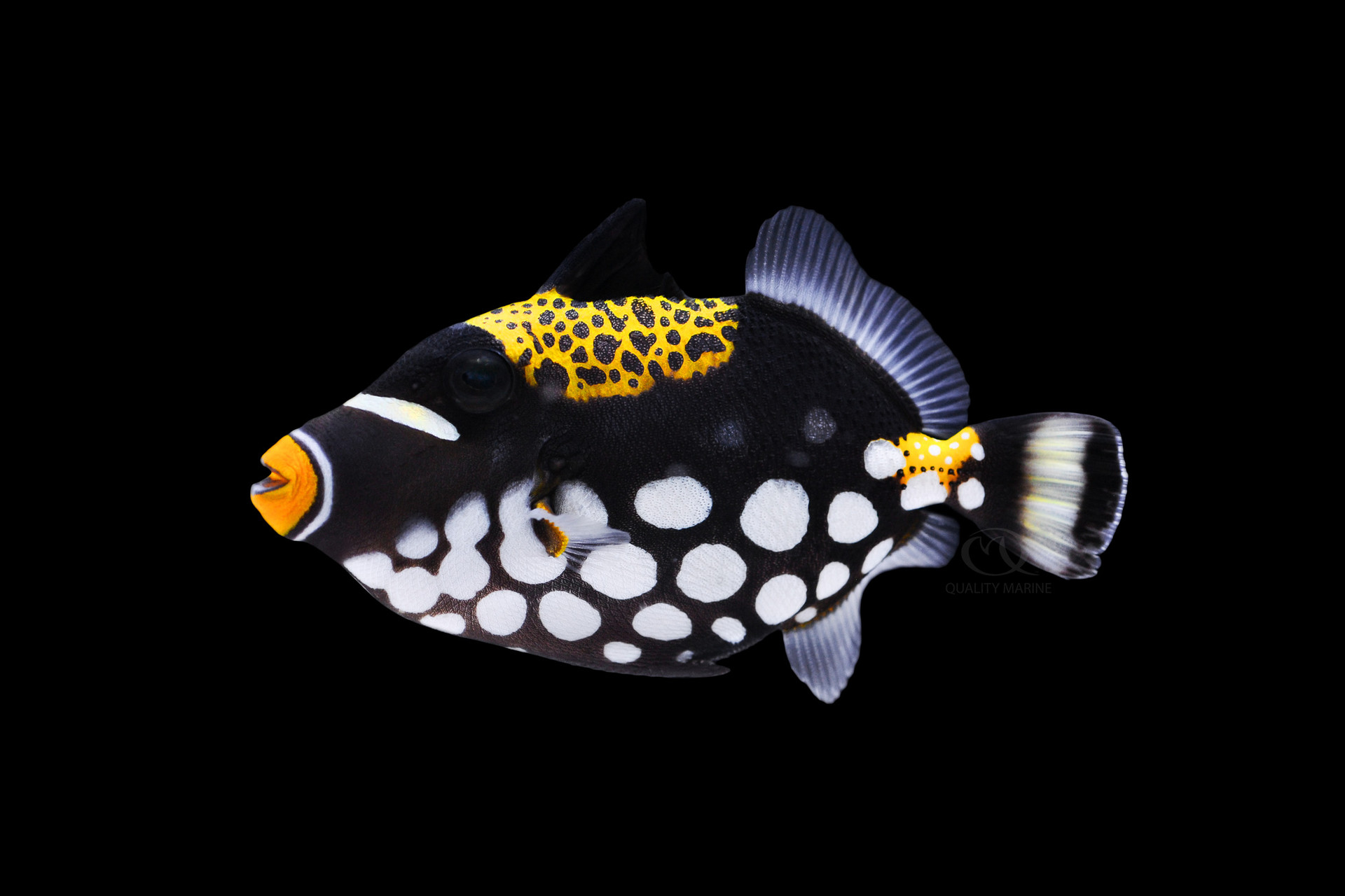 Clown Triggerfish, Feed and Grow Fish Wikia