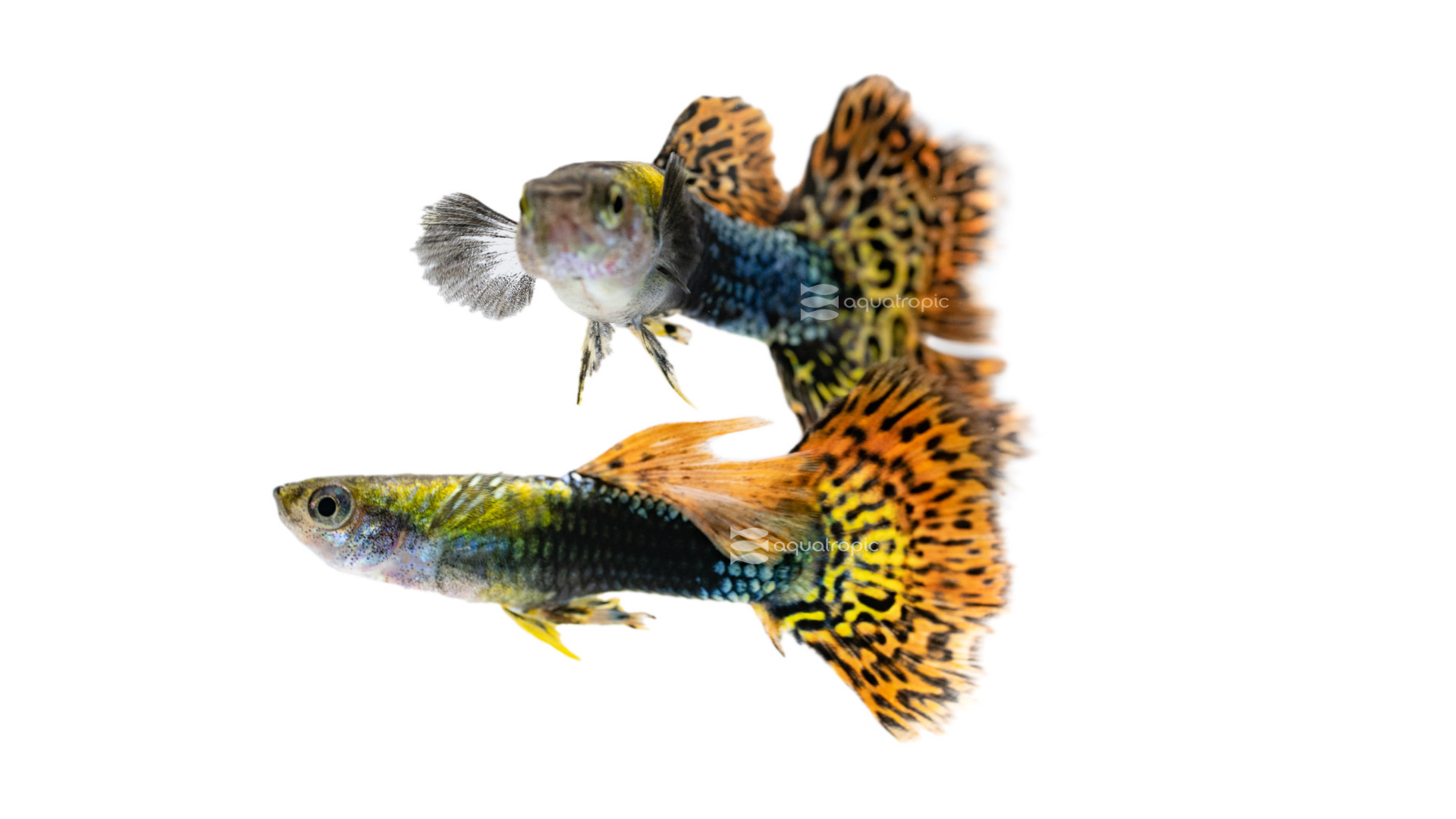 Who Wants A Millionfish? thumbnail image
