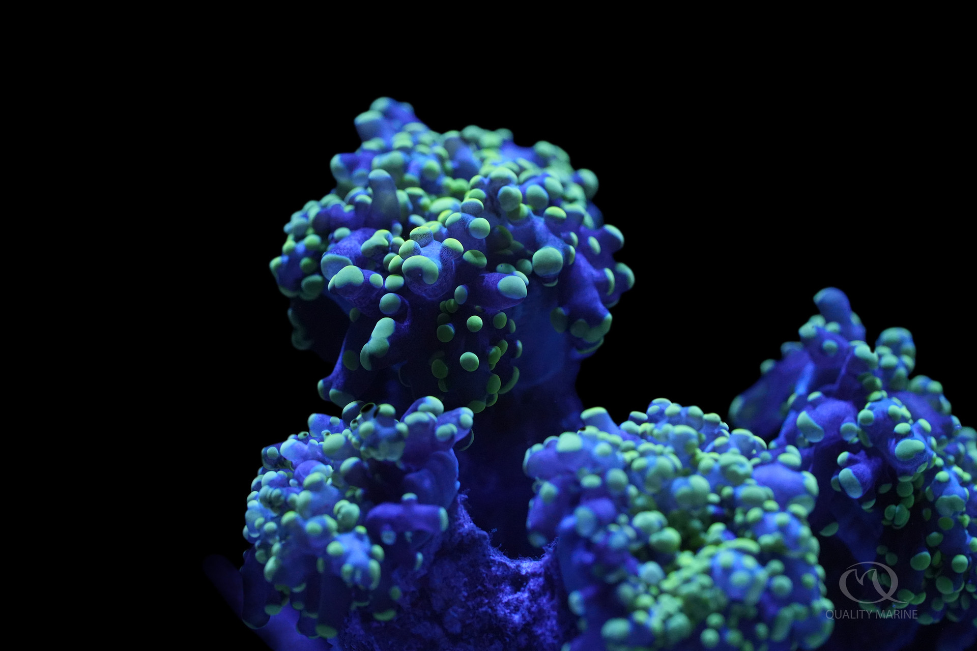 Colored Frogspawn Coral thumbnail image