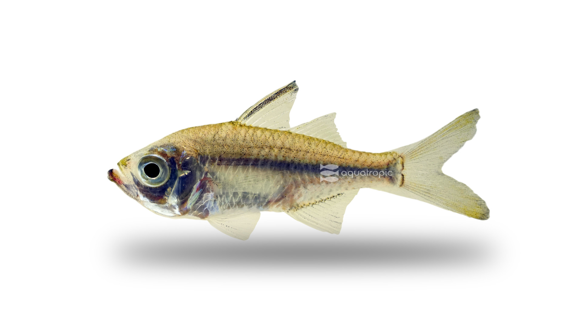 The Not-So-Common Commerson's Glassfish thumbnail image