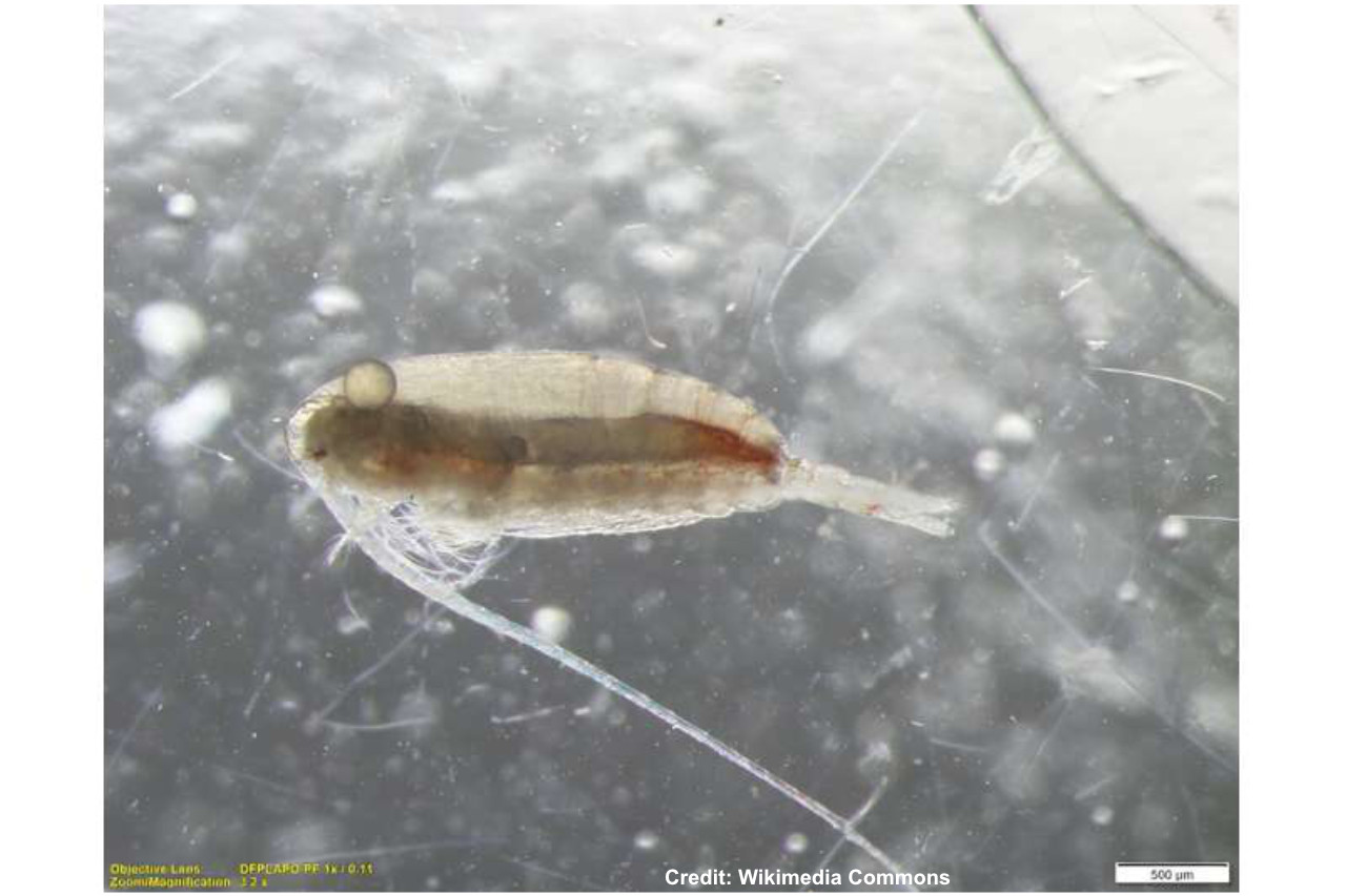 Copepods—tiny creatures that can help reduce the need for soya imports thumbnail image