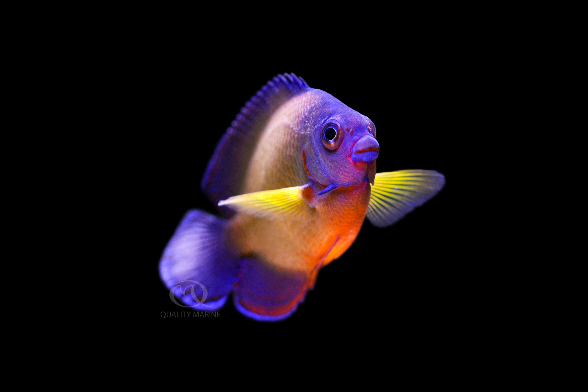 Such a Beauty thumbnail image