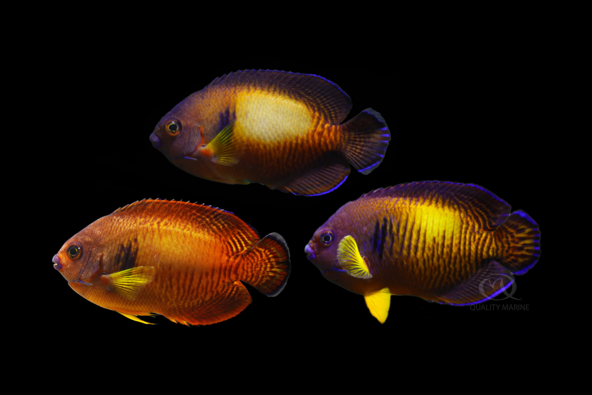 Centropyge Angels  thumbnail image