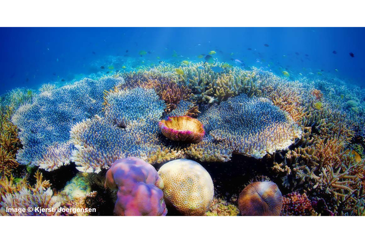 Coral reefs cover more of Earth’s surface than realized, new estimates reveal. thumbnail image