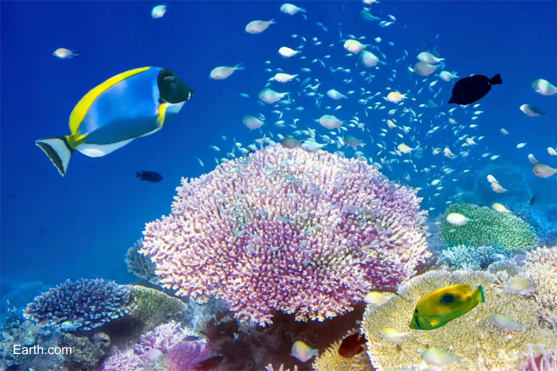 Healthy reef sounds inspire coral larvae growth thumbnail image