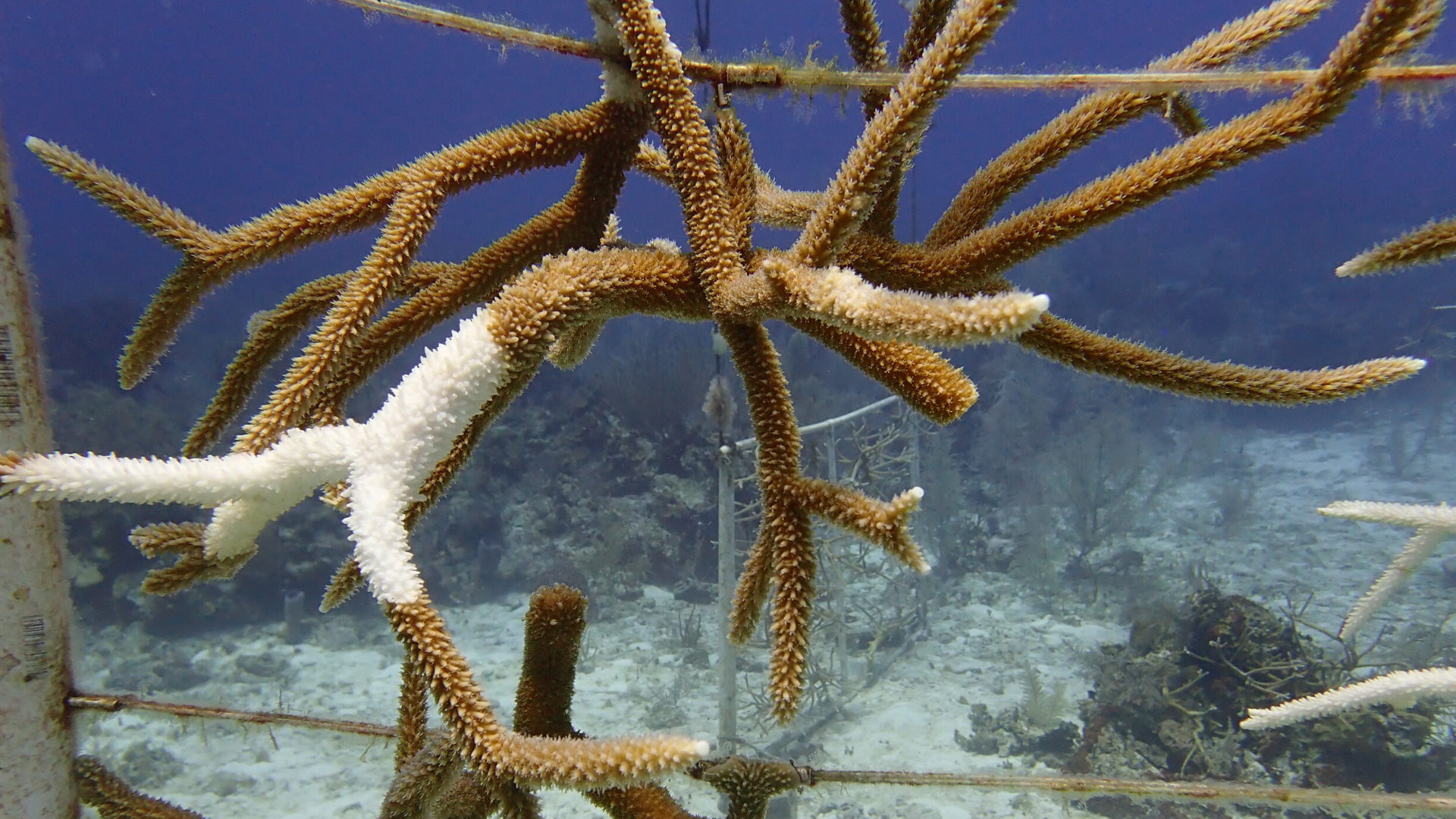 The Disease-resistant corals can save nearby susceptible ones from infection thumbnail image