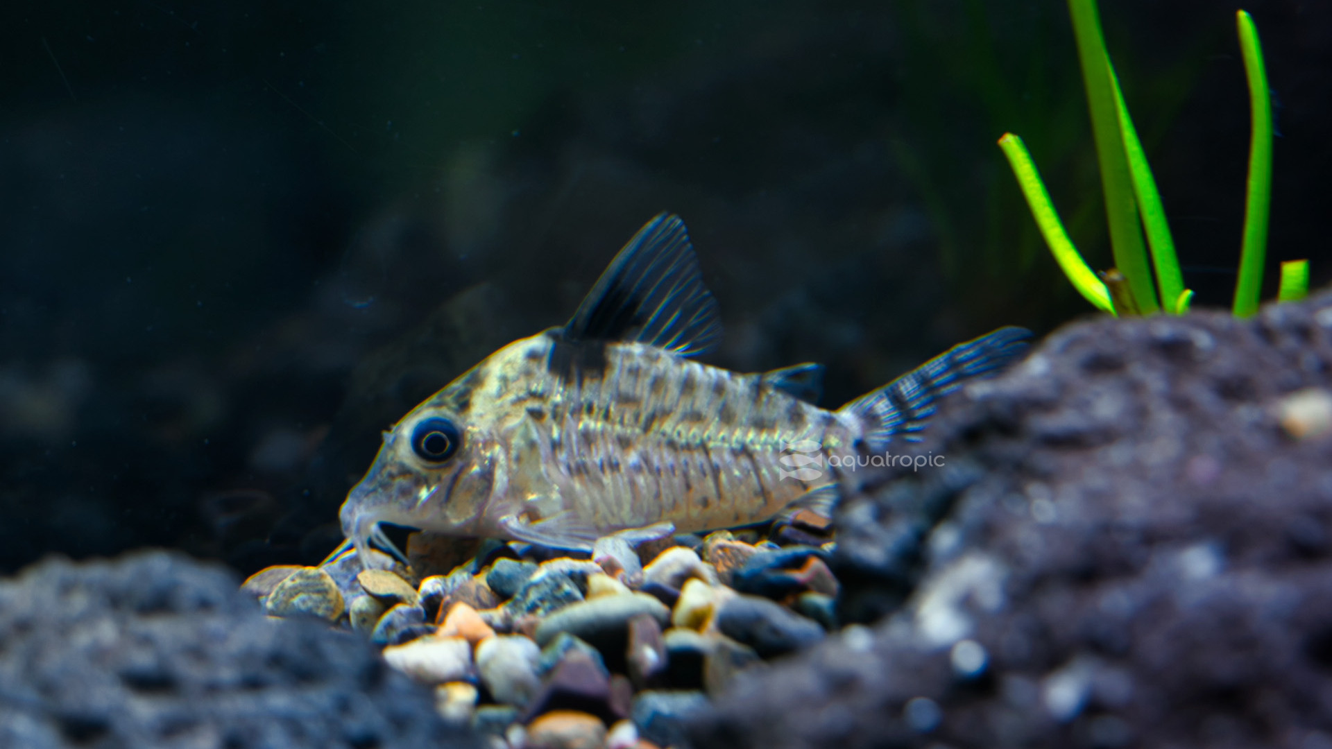 Don't Get Stuck By The Stickers thumbnail image