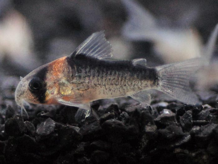 Adolfoi Catfish (Corydoras adolfoi) thumbnail image