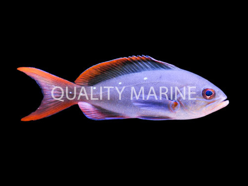 The Creole Anthias thumbnail image