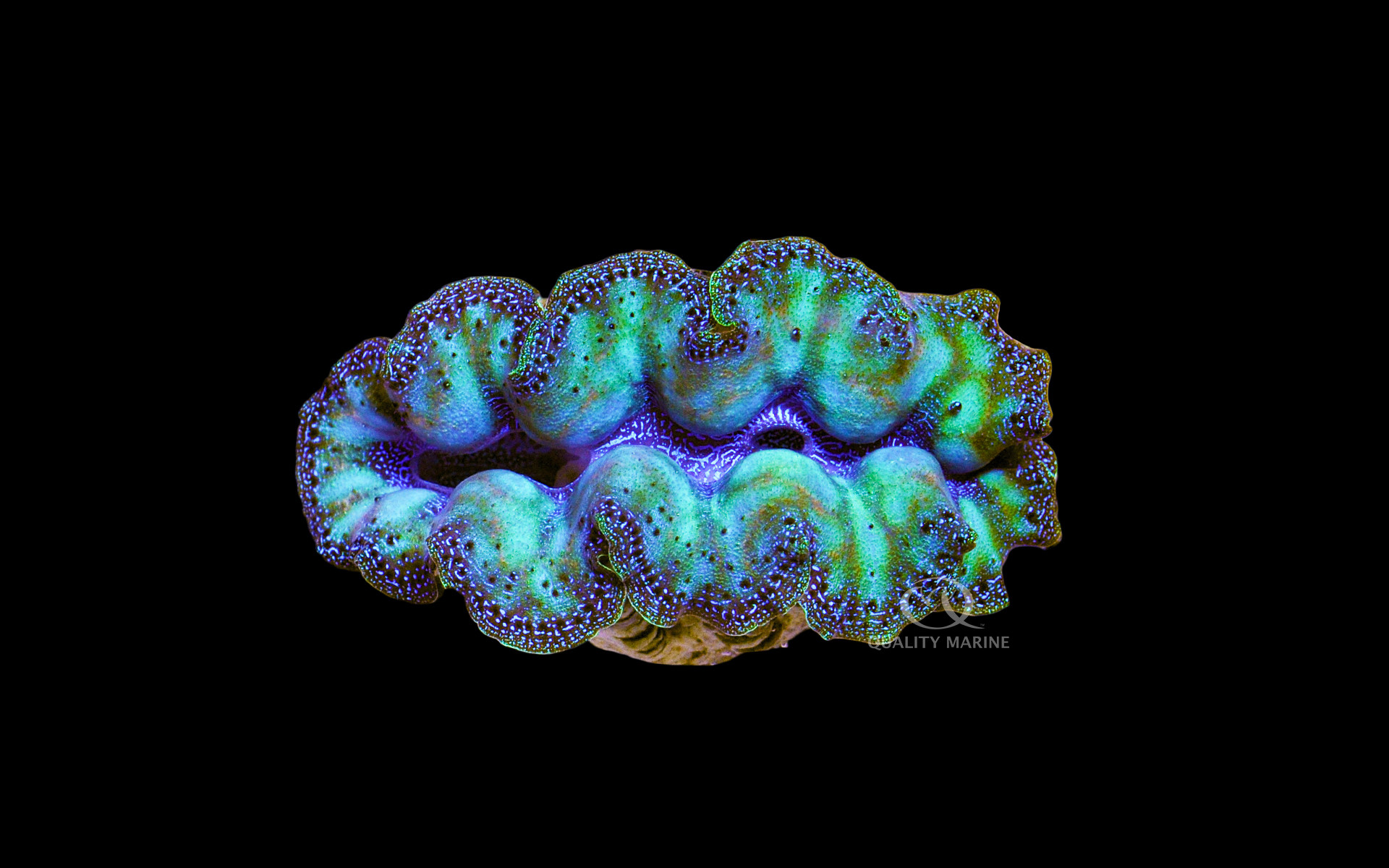 The Littlest Giant (Clam) thumbnail image