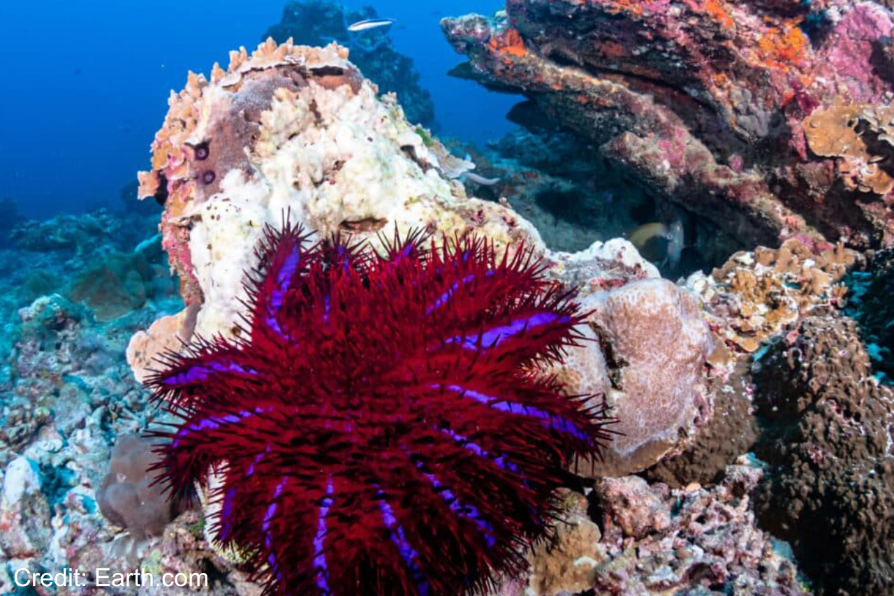 "Crown-of-thorns" starfish genetics may help protect reefs thumbnail image