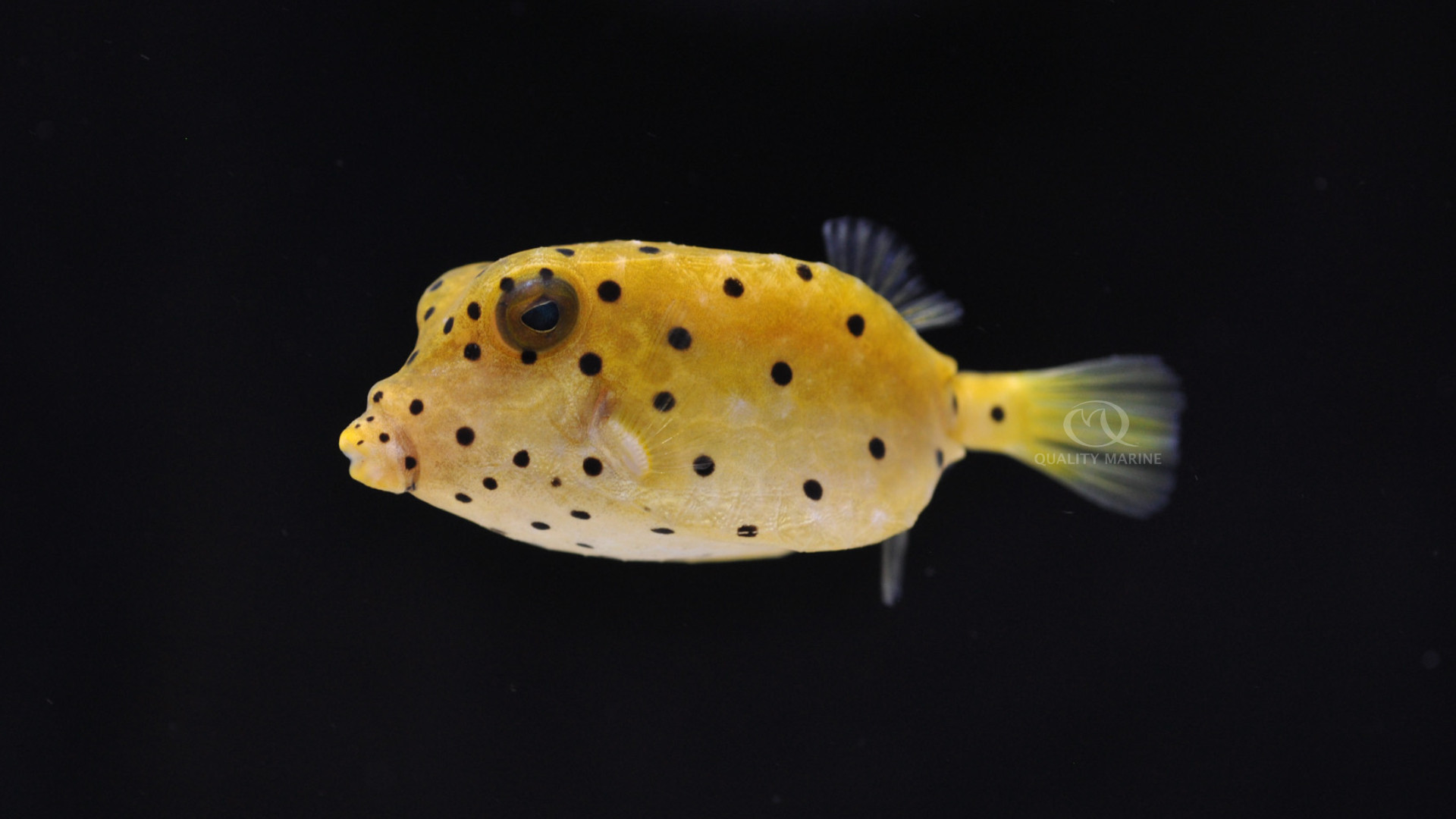 cubicus boxfish care