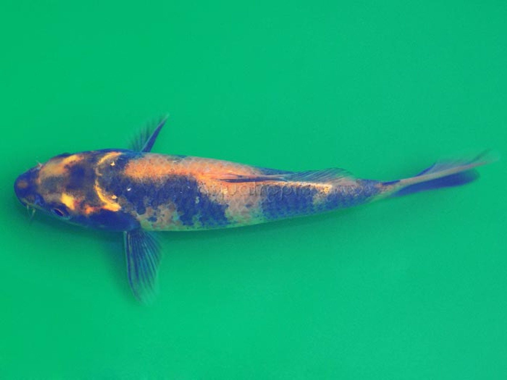 Utsuri Koi (Cyprinus carpio) thumbnail image