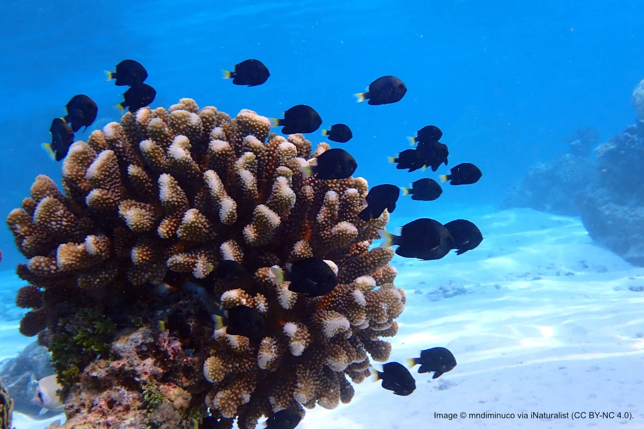 Damselfish-assisted repair of wounded corals surprises scientists thumbnail image