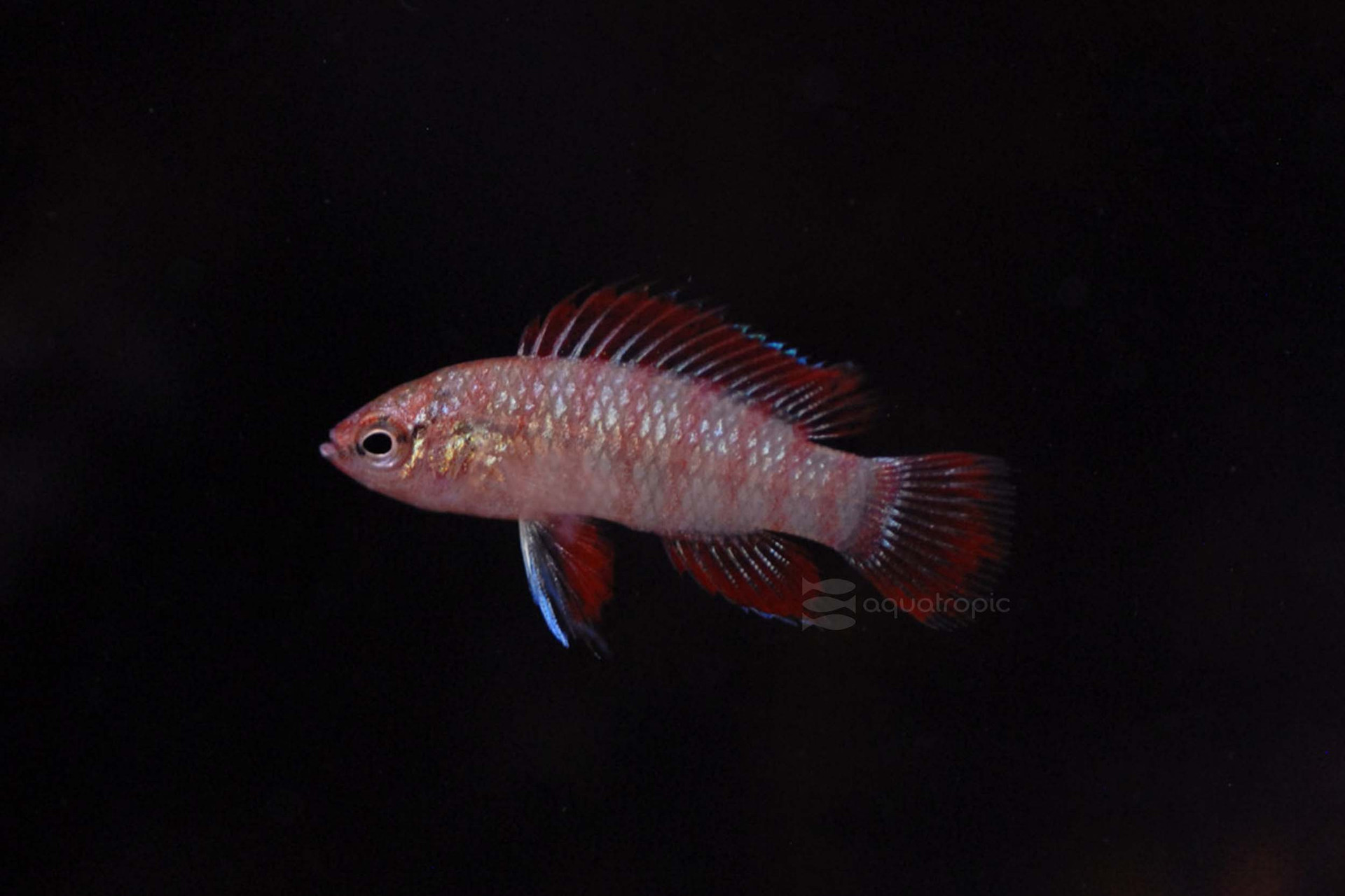 One Badis Little Fish thumbnail image